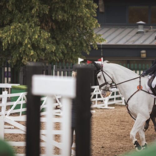 Rider on a grey horse in the warm-up area at Great Yorkshire Show 2024.