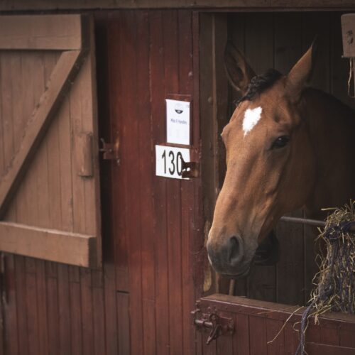 Chestnut horse peeking out of a stable door with hay.