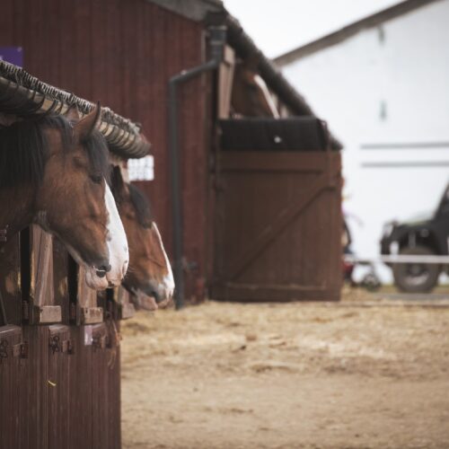 Row of horses peering from their stables at GYS 2024.